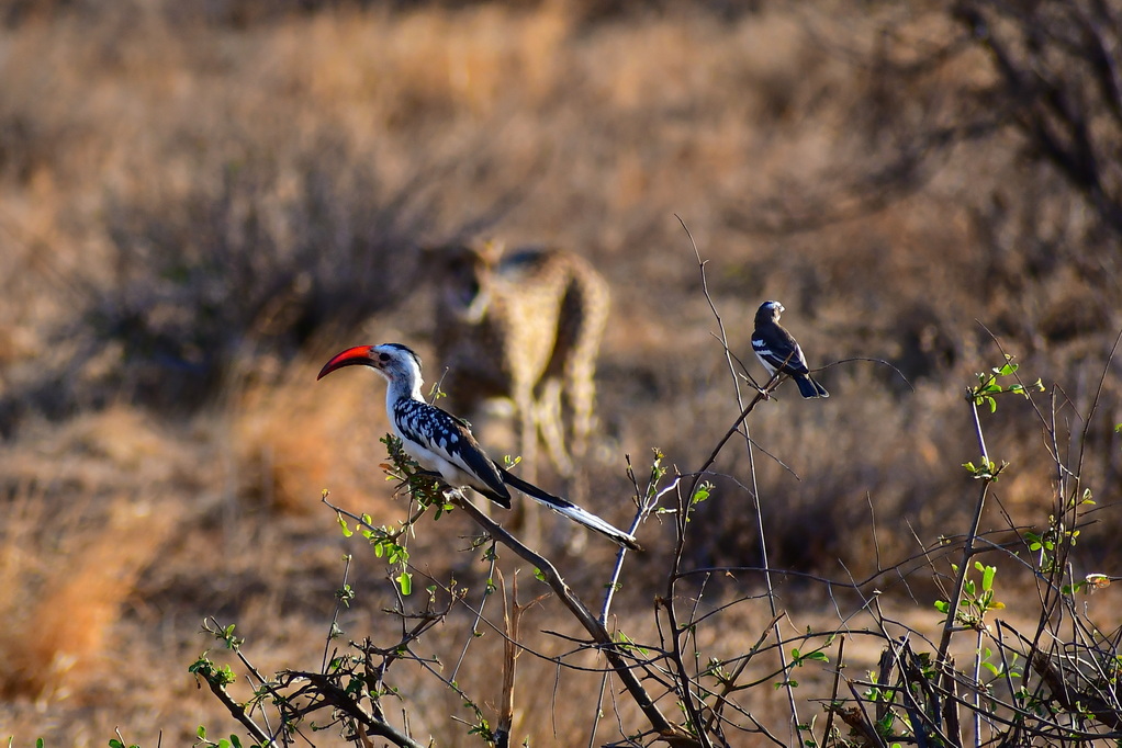 Buffalo Springs Nat. Reserve